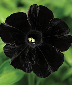 the black flower is blooming in the green area, and it's dark purple petals