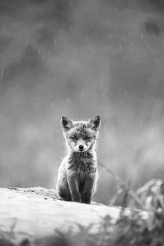 a small fox sitting on top of a log in the rain with it's eyes closed