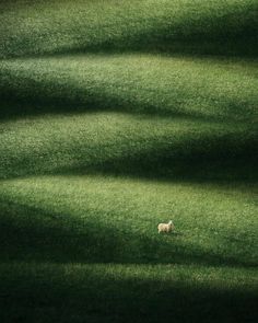 a sheep standing in the middle of a lush green field with long shadows on it