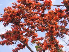 an orange tree with red flowers in the foreground and blue sky in the background