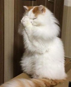 a fluffy white cat sitting on top of a wooden table next to a window sill