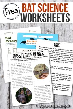 the free bat science worksheets for kids