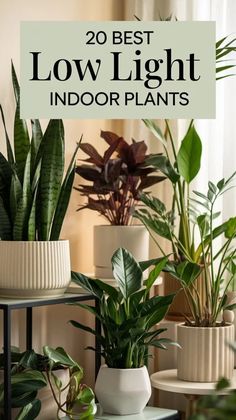 the best low light indoor plants to grow in your home or office, including houseplants and potted plants