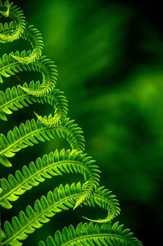 a green plant with lots of leaves on it