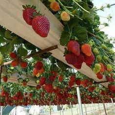 strawberries hanging from the ceiling in a greenhouse