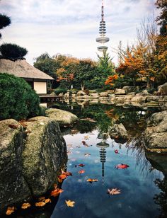 a pond with leaves floating in it next to some rocks and trees on the other side