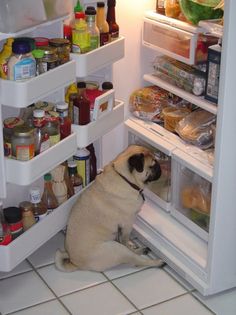 a dog sitting in front of an open refrigerator