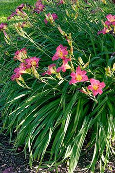 some pink flowers are growing in the grass