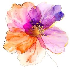 an orange and pink flower on a white background