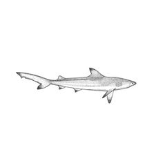 a drawing of a shark on a white background