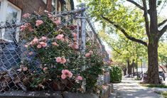 pink roses growing on the side of a fence in front of a brick building and tree