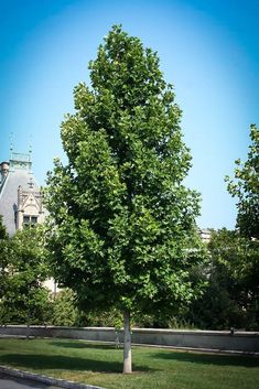 a large tree in the middle of a park