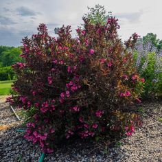 a bush with purple flowers in the middle of gravel