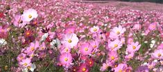 a field full of pink and white flowers