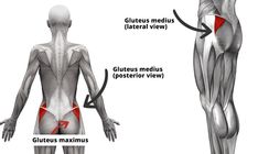 the muscles are highlighted in this diagram and labeled with their corresponding labels on each side