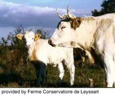 two cows standing next to each other in a field