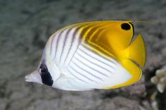 a yellow and white fish swimming in the ocean