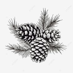 two pine cones on a branch with needles drawn by hand in black and white ink