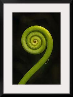 a green plant with a spiral design on it's end, in front of a black background