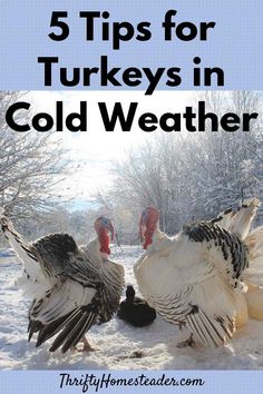 three turkeys in the snow with text overlay reading 5 tips for turkeys in cold weather