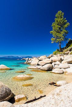 there is a tree that is standing on the rocks in the water by the beach