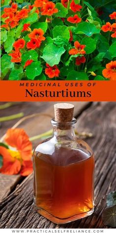 Aug 13, 2021 - Nasturtiums are a herbaceous annual flowering plant best known for their peppery taste, stronger than watercress, and perfect for salads, but most have no idea about nasturtium medicinal uses. Nasturtiums are annual flowers grown both Herbal Tinctures, Herbal Apothecary, Natural Antibiotics, Herbal Magic