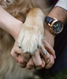 a dog's paw is being held by a person with a watch on their wrist