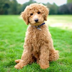 a small brown dog sitting on top of a lush green grass covered field with trees in the background