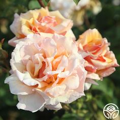 two pink and yellow roses blooming in the garden