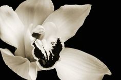 Hibiscus Flower Black And White, Black Flowers Aesthetic, Black And White Orchid, Lillies Flowers, Flowers Black And White, Flower Image, Flowers Black, Black And White Flowers, M K