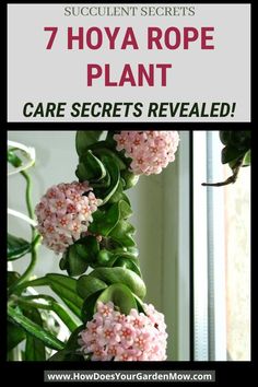 a plant with pink flowers and the words 7 hoya rope plant care secrets revealed