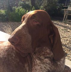 a brown dog laying on top of a wooden bench