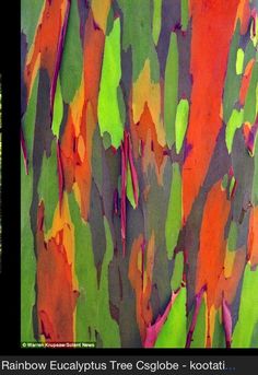 the bark of a rainbow eucalyptus tree is painted in vibrant orange, green and pink