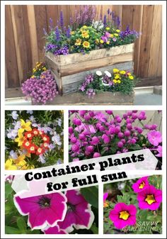 different types of flowers are shown with the words container plants for full sun on them