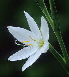 a white flower with green stems in the background