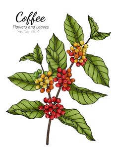 coffee plant with berries and green leaves on white background stock photo edit now for free