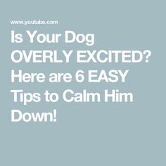 the text is your dog overly excited here are 6 easy tips to calm him down