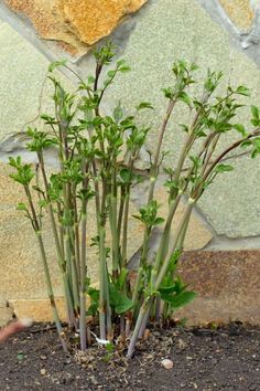 small green plants growing out of the ground in front of a stone wall with dirt