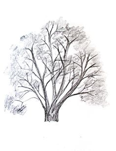 a pencil drawing of a tree with no leaves