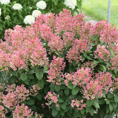 pink flowers are blooming in the garden