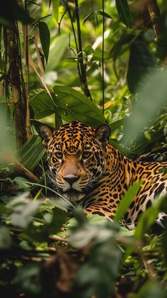 a large leopard laying in the middle of some trees and plants with its eyes closed