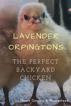 the perfect backyard chicken by lavenderr orpingtons is featured in this book