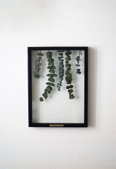 some plants are hanging in a frame on the wall