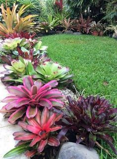 some very pretty plants in the grass