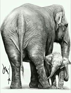 an elephant and its baby standing next to each other in black and white pencils