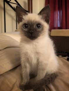 a siamese cat sitting on top of a bed