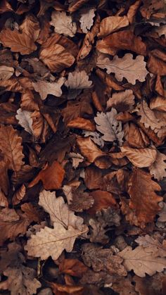 fall aesthetic wallpaper: autumn foliage Studera Motivation, Cute Fall Wallpaper, Fall Background, Wallpaper Pastel, Brown Fall, Brown Wallpaper, Fall Pictures, Caravaggio, Brown Aesthetic