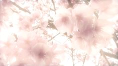 pink flowers are blooming on the branches of a tree in front of bright sunlight