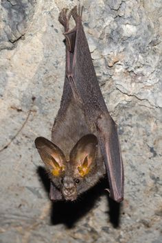 a bat hanging upside down on the side of a rock wall with its eyes open