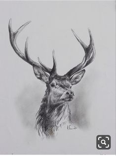 a black and white drawing of a deer's head with antlers on it